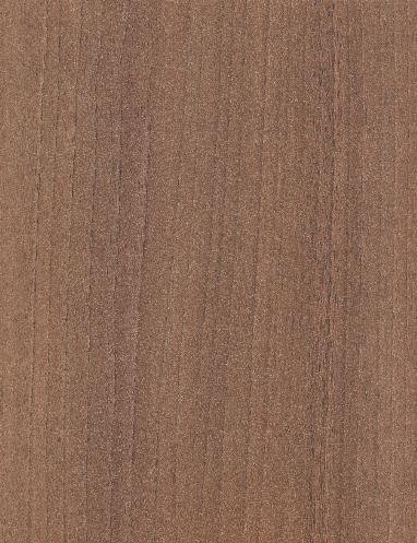 Northern Elm